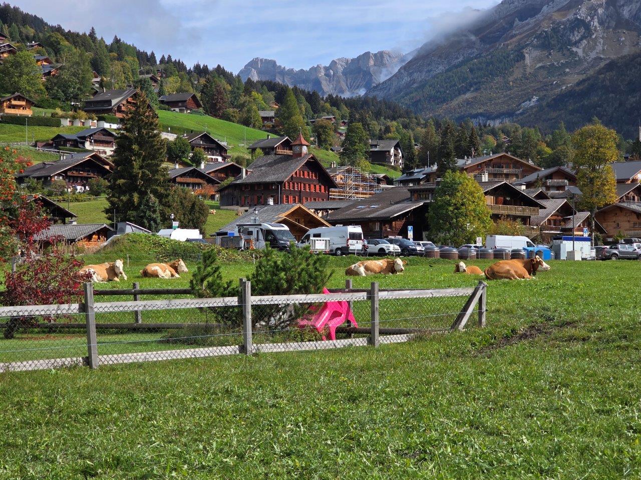 Quand les vaches quittent les alpages : aux Diablerets, la Suisse défend l’avenir de l’élevage de montagne